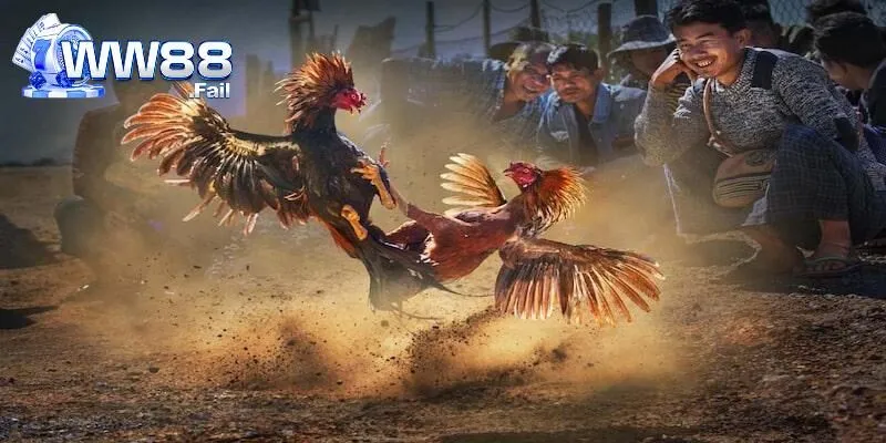 Trực Tiếp Đá Gà C1 Hôm Nay - Theo Dõi Đặt Cược Hấp Dẫn 4 Phong phú các hình thức chọi gà C1 tại WW88