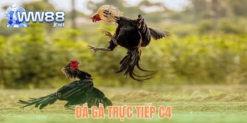Đá Gà Trực Tiếp C4 - Tỷ Lệ Thưởng Cao Đa Dạng Loại Hình Cược 4 da ga truc tiep c4