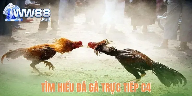 Đá Gà Trực Tiếp C4 - Tỷ Lệ Thưởng Cao Đa Dạng Loại Hình Cược 2 Tìm hiểu loại hình đá gà trực tiếp C4