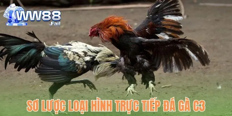 Trực Tiếp Đá Gà C3 Hấp Dẫn - Ưu Điểm Khi Chọi Gà WW88 2 Sơ lược loại hình trực tiếp đá gà C3