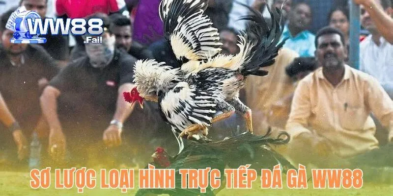 Trực Tiếp Đá Gà WW88 - Tham Gia Giải Trí Đặt Cược Uy Tín 2 Sơ lược hình thức trực tiếp đá gà tại WW88