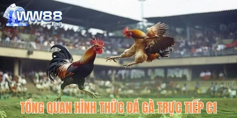 Trực Tiếp Đá Gà C1 Hôm Nay - Theo Dõi Đặt Cược Hấp Dẫn 2 Sơ lược về hình thức trực tiếp đá gà C1 hôm nay