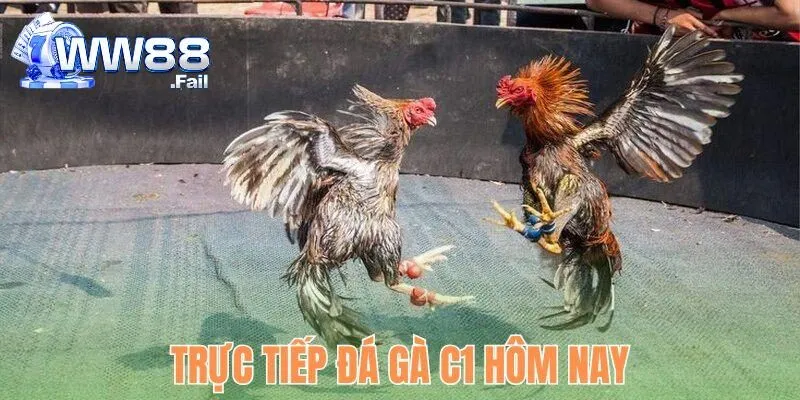 Trực Tiếp Đá Gà C1 Hôm Nay - Theo Dõi Đặt Cược Hấp Dẫn 3 truc tiep da ga c1 hom nay