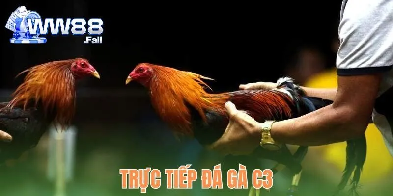 Trực Tiếp Đá Gà C3 Hấp Dẫn - Ưu Điểm Khi Chọi Gà WW88 2 truc tiep da ga c3