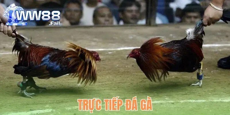 Trực Tiếp Đá Gà WW88 - Tham Gia Giải Trí Đặt Cược Uy Tín 1 truc tiep da ga